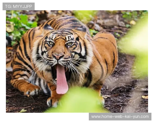 吉林东北虎实现精打细算微盈利 自然人股东模式显独特性